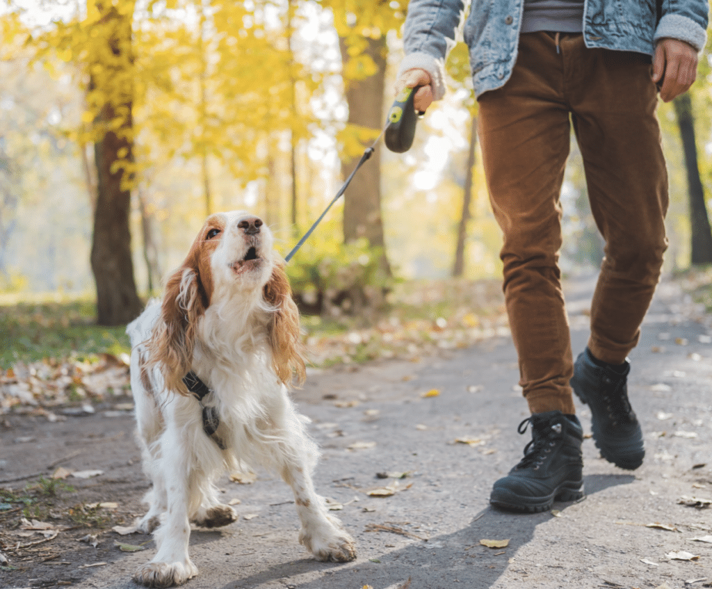 dog pulling on leash and barking, fall leaves